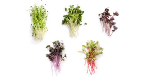 The Benefits of Microgreens and How to Grow Your Own